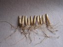 Pokojov� rostliny:  > �esnek Medv�d� (Allium ursinum L)
