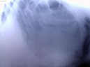 :  > Chirurgie m�kk�ch tk�n� (Veterin�rn� z�kroky)