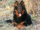 Chodsk� pes
