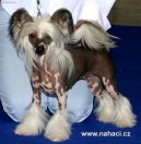 ��nsk� chocholat� pes