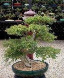 Pokojov� rostliny:  > ��nsk� jilm (Ulmus parvifolia)