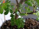 Pokojov� rostliny:  > ��nsk� pep� (Caragona spinosa)