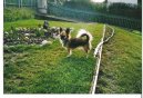�ivava