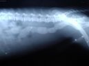 :  > Ciz� t�lesa v za��vac�m traktu a kostn� trus. (Veterin�rn� z�kroky)