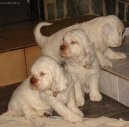 Clumber �pan�l