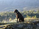 :  > Curly coated retr�vr (Curly Coated Retriever)