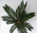 Pokojov� rostliny:  > Cykas japonsk� (Cycas revoluta)
