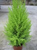 Cyp�i� velkoplod�
