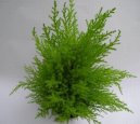 :  > Cyp�i� velkoplod� (Cupressus macrocarpa)