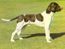 :  > D�nsk� oha� kr�tkosrst� (Old Danish Pointing Dog, Gammel Dansk Honsehund)