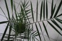 Datlov� palma, finik, datlovn�k