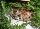 :  > Davallie kan�rsk� (Davallia Canariensis)