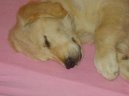 :  > Dom�c� pes (The domestic dog)