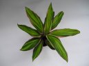 Dra�inka, kordyline