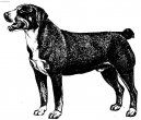 :  > Entlebuchsk� sala�nick� pes (Entlebucher Sennenhund)