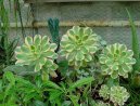 Eonium drobnolist�
