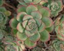 Eonium drobnolist�