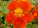 Episcia