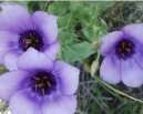 Eustoma, j�cnovka
