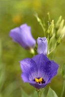 Eustoma, j�cnovka
