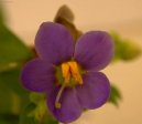 :  > Exakum, ho�kolist (Exacum affine)