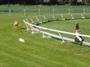 :  > Fara�nsk� pes (Pharaoh Hound)
