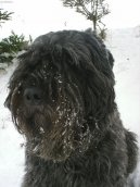 Flandersk� bouvier