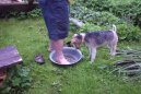 Foxterier drsnosrst�