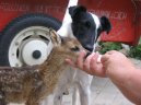 Foxteri�r hladkosrst�