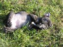 Francouzsk� buldo�ek