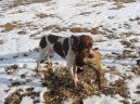 :  > Francouzsk� oha� kr�tkosrst� gasko�sk�ho typu (French Pointing Dog Gascogne Type, Braque Francais, type Gaascogne)