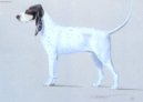 :  > Gasko�sko-saintgeoisk� honi� (Petit Gascon Saintongeois)