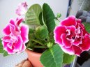 :  > Glox�nie (Sinningia)