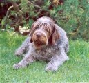 Griffon d�Arret � Poil Dur