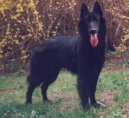 Belgick� ov��k - Groenendael