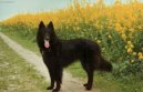Belgick� ov��k - Groenendael