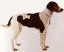 :  > Halden�v honi� (Haldenstovare, Halden Hound)