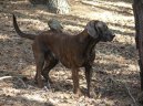 :  > Hannoversk� barv�� (Hannoverscher Schweisshund, Hanoverian Scenthound)