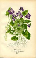 :  > He�m�nek L�ka�sk�, Prav� (Matricaria recutita)