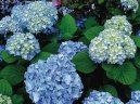 Hortenzie velkolist�
