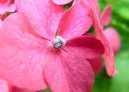 Hortenzie velkolist�