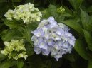 Hortenzie velkolist�