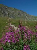 :  > Hvozd�k alp�nsk� (Dianthus Alpinus)