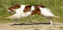 :  > Irsk� �ervenob�l� setr (Irish Red and White Setter)