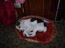 Fotky: Jack Russel�v Teri�r (foto, obrazky)