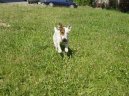 Jack Russel�v Teri�r