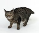 :  > Japonsk� bobtail dlouhosrst� (Pixie-Bob)