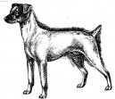 :  > Japonsk� teri�r (Japanese Terrier, Nihon Terrier)