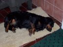 Ps� plemena:  > Jezev��k (Dachshund)