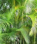 :  > Chrysalidokarpus na�loutl� (Chrysalidocarpus lutescens)